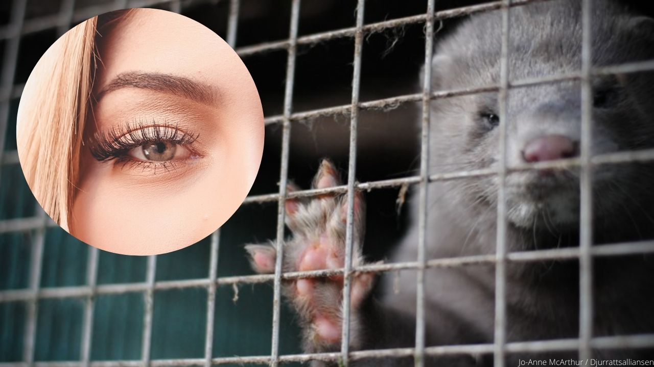 mink in a cage