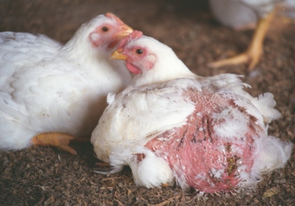 The Truth About Chickens Used for Meat in Australia