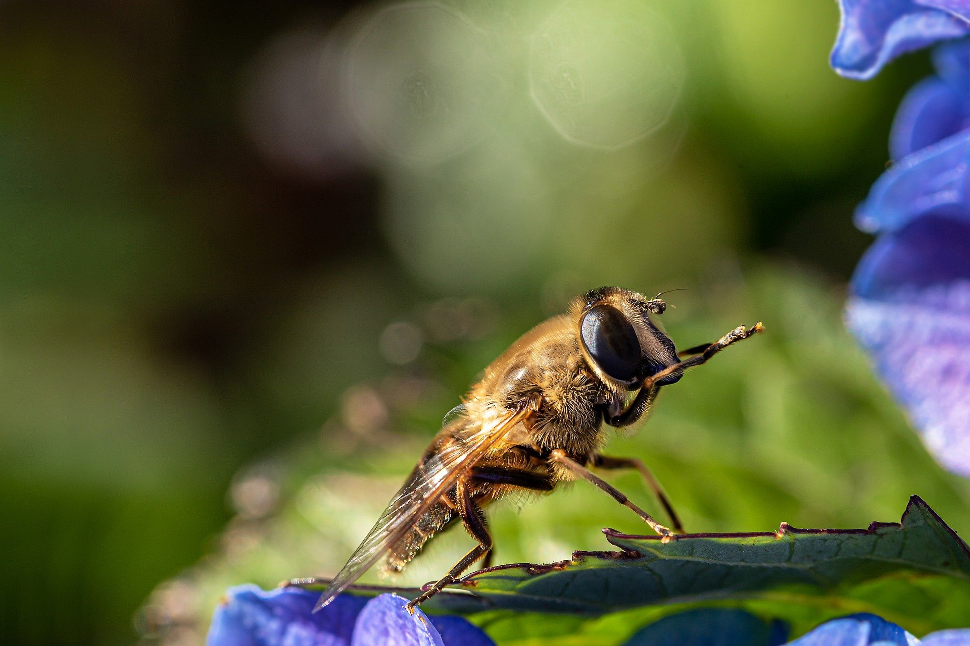 A honeybee on a flower