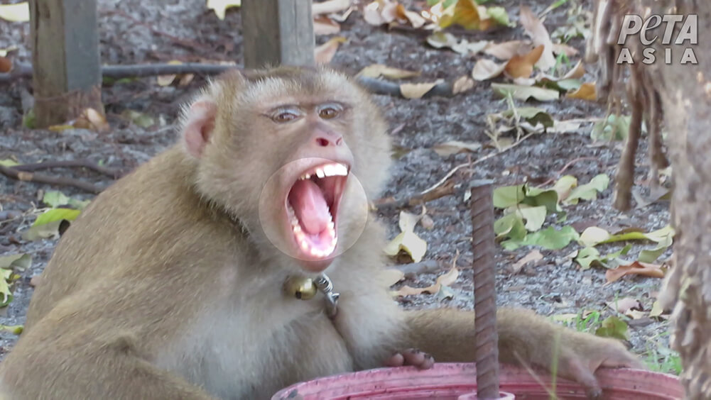 A monkey with canine teeth removed.