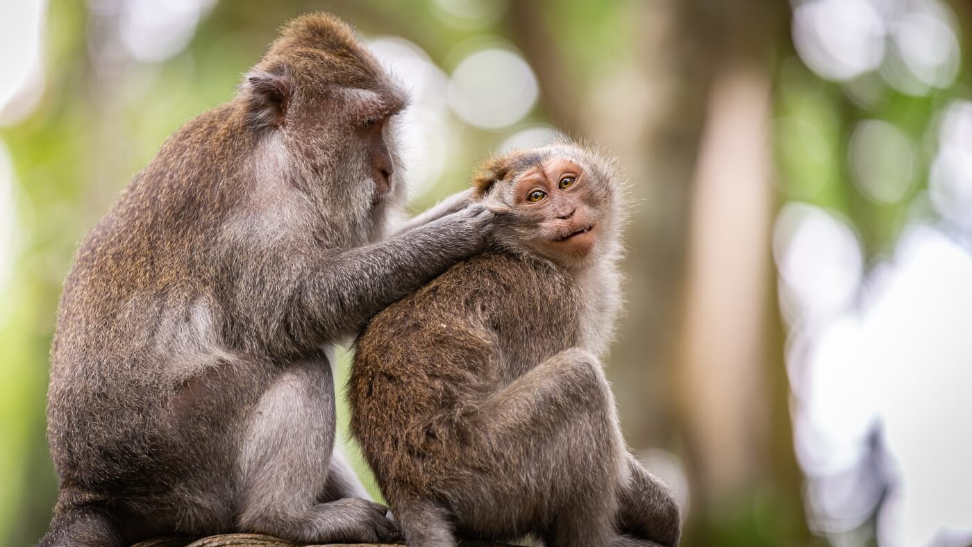 Air France Will Stop Transporting Monkeys to Laboratories!