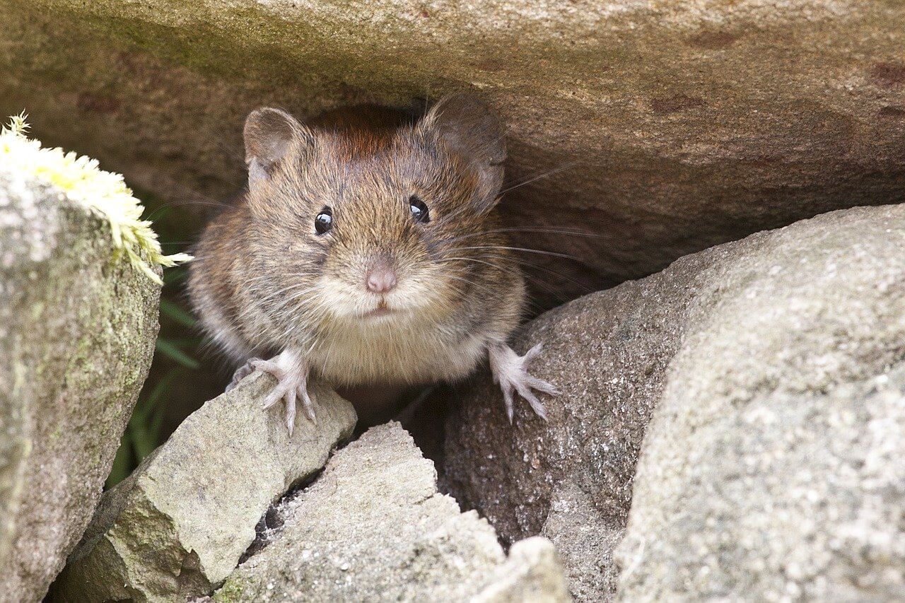 PETA’s Position on Poisoning Mice