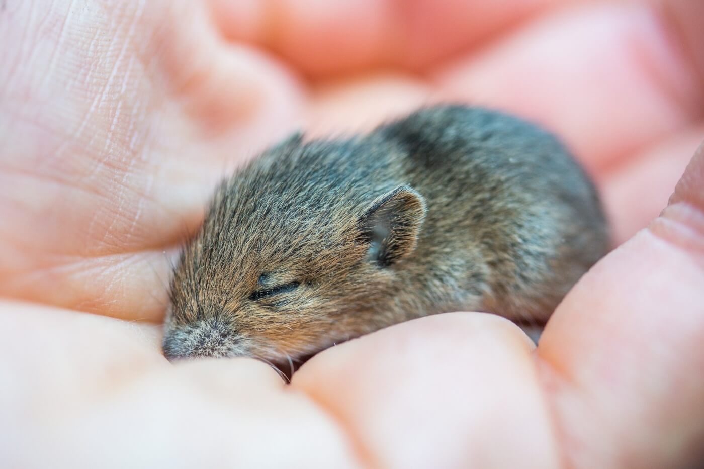 mouse in a hand