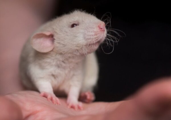 a mouse in a human hand