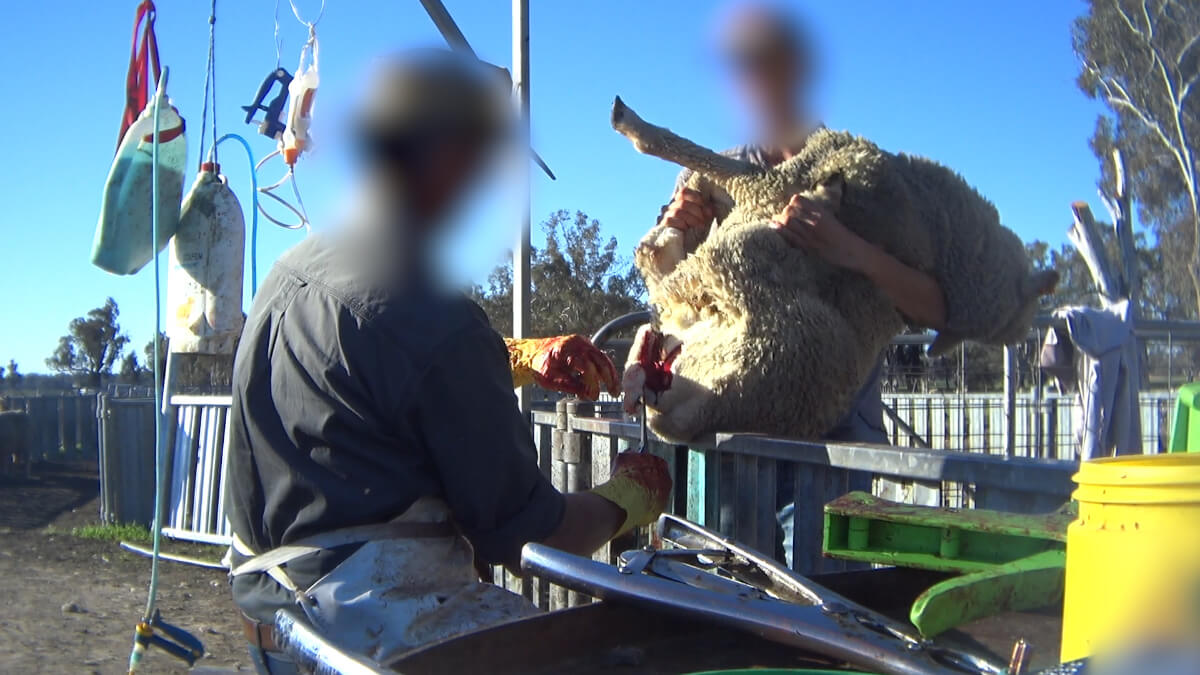 Image of a sheep being mulesed in Australia.