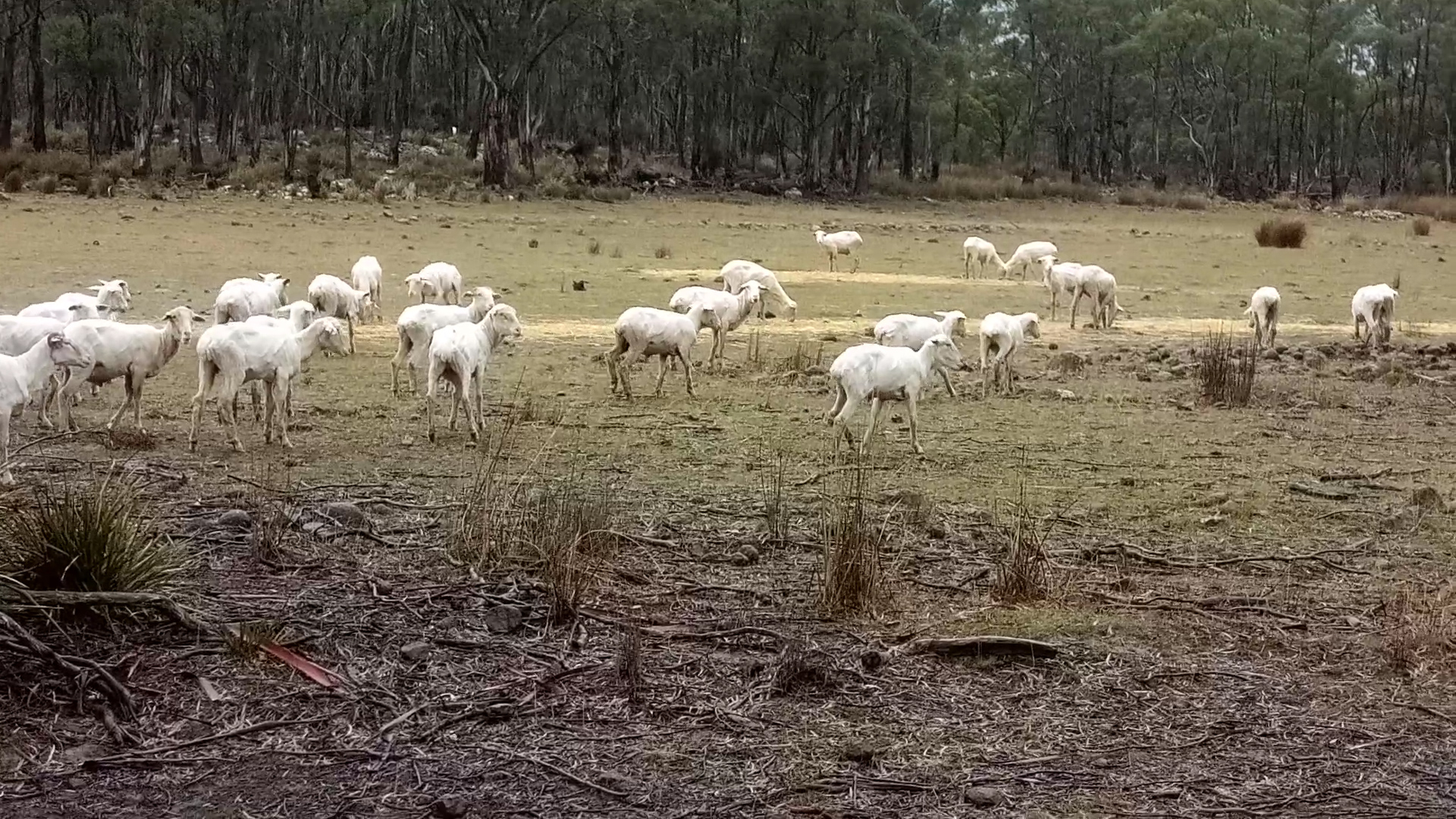 These Sheep Were Shorn and Then Left in the Cold