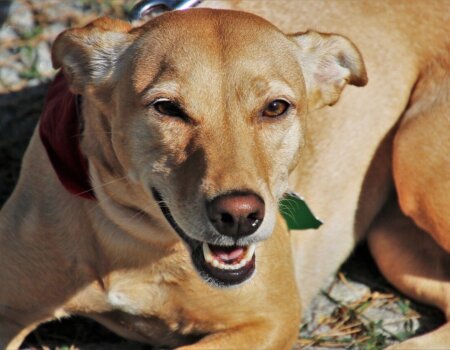 A dog lying down