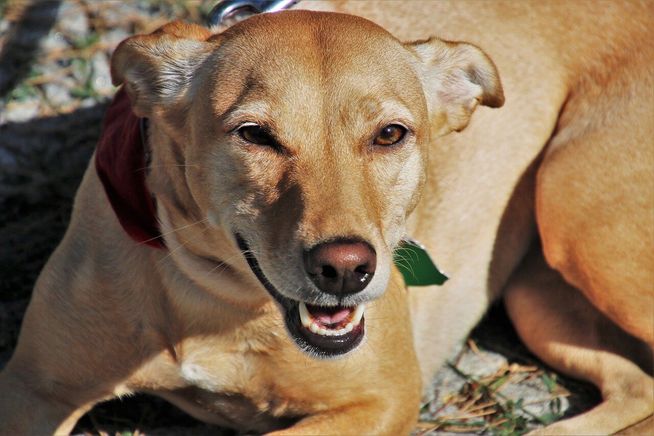 A dog lying down