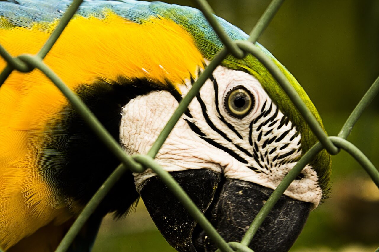 Exotic Animals Are Not 'Pets' | Companion Animals - Issues - PETA Australia
