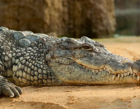 A photo of a crocodile