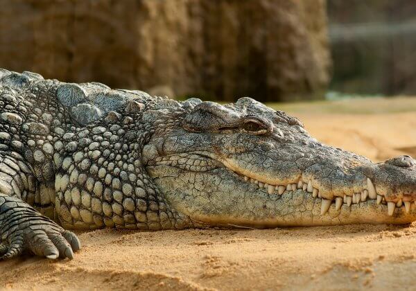 A photo of a crocodile