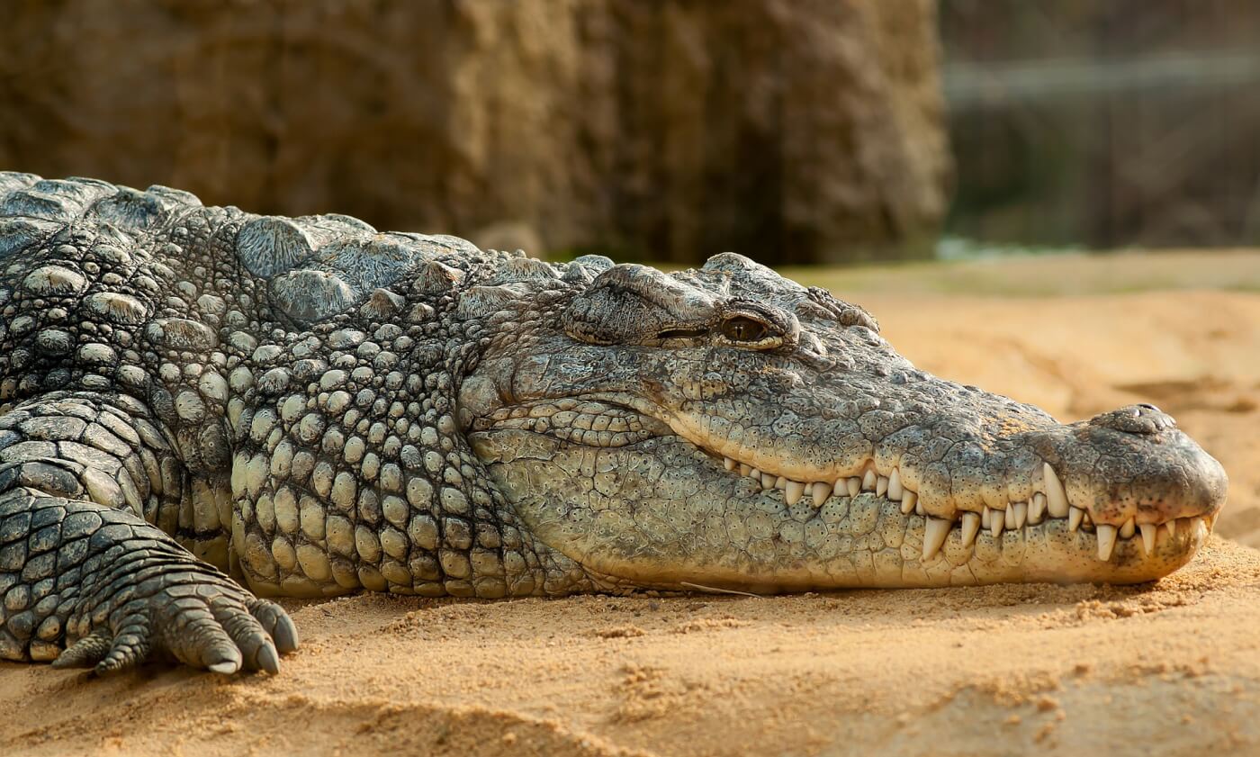 A photo of a crocodile