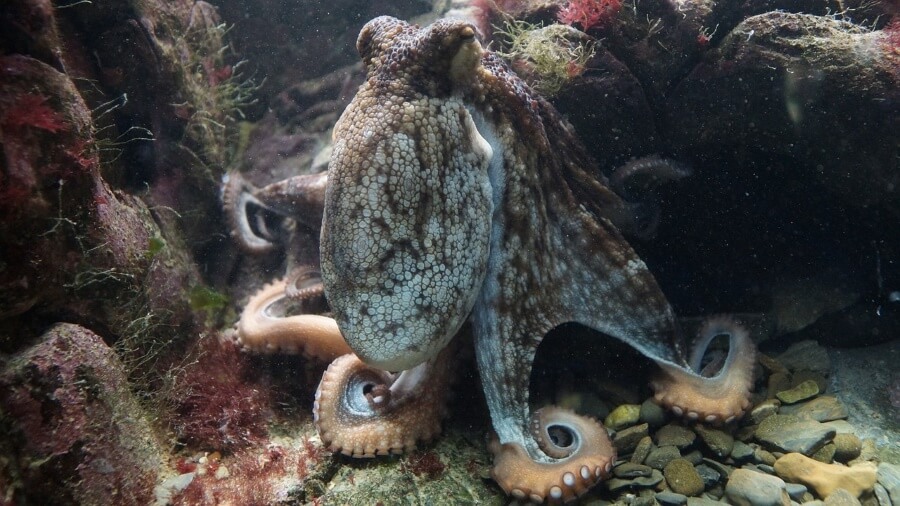 Inky’s Great NZ Escape: Octopuses Don’t Belong in Aquariums