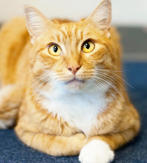 orange cat