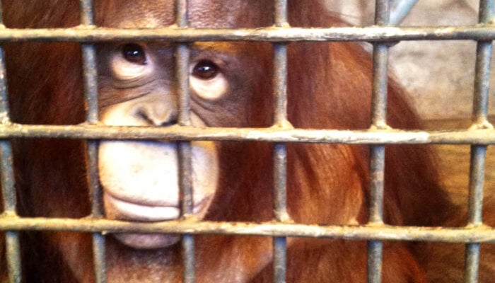 Animals Are Not Ours to Use for Entertainment