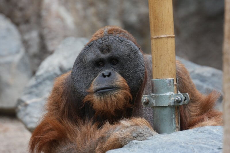 orangutan