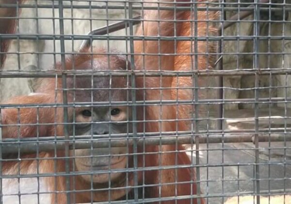 Animals at Pata Zoo Need Your Help