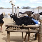 Ostrich in Restraint Device for Plucking