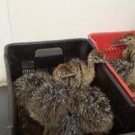 Day-Old Chicks Held in Crates