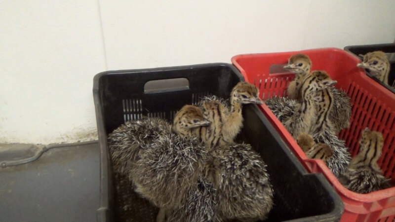 Day-Old Chicks Held in Crates