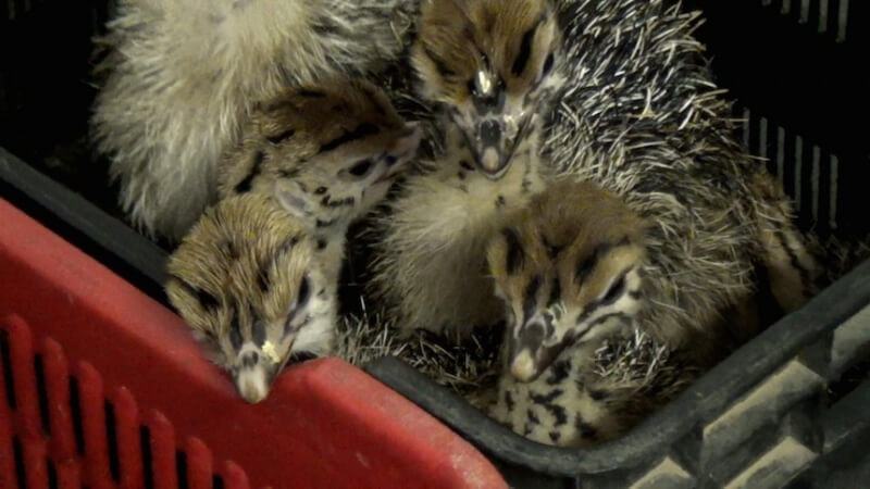 Day-old chicks are packed tightly into crates.