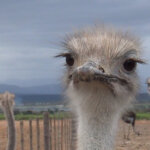 A juvenile ostrich confined to a barren feedlot.