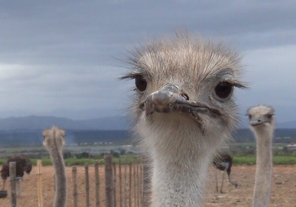 Hermès & Prada Supplier Exposed: Young Ostriches Butchered for ‘Luxury’ Bags