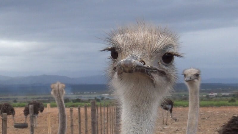 A juvenile ostrich confined to a barren feedlot.