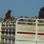 Transport of Ostriches to Slaughter