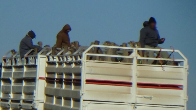 Transport of Ostriches to Slaughter