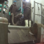 Ostrich Falling Inside Abattoir