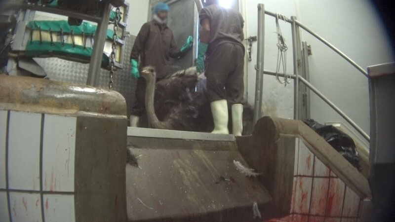 Ostrich Falling Inside Abattoir