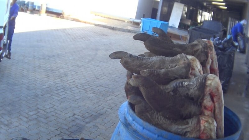 Bins Full of Ostrich Feet