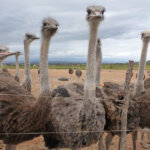 Ostriches in Feedlot