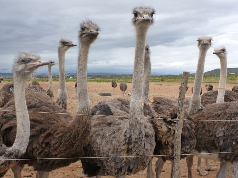 Ostriches in Feedlot