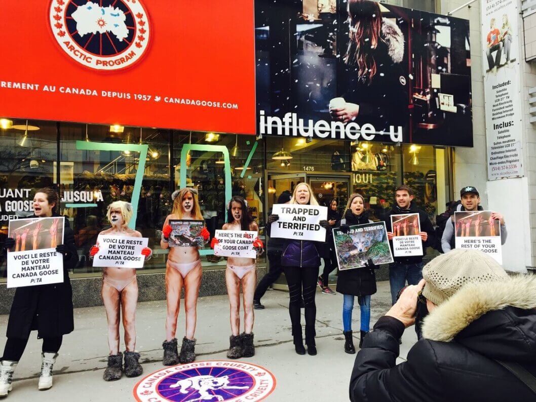Canada Goose Protest in Montreal