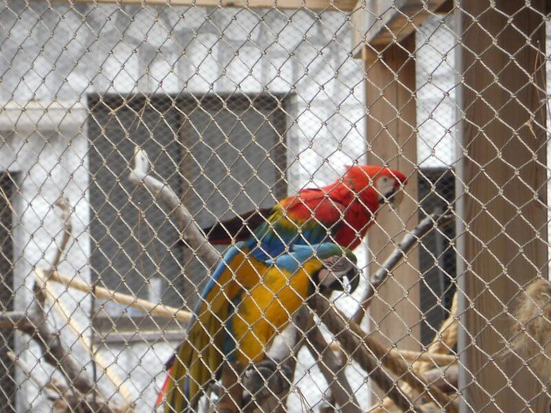 parrots in cage