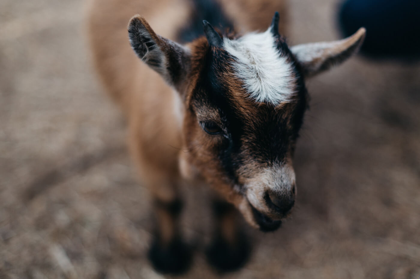 ‘Goat Yoga’ Petting Zoo Faces 10 Cruelty-to-Animals Charges