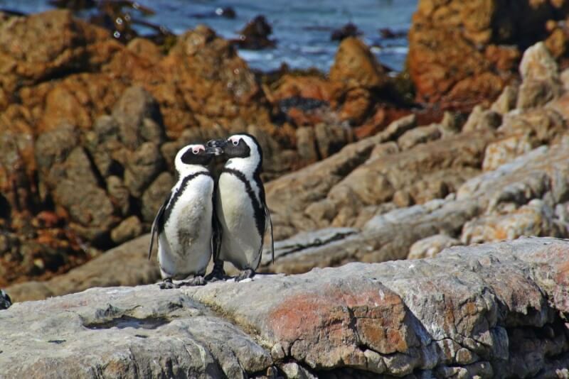 Penguin Couple