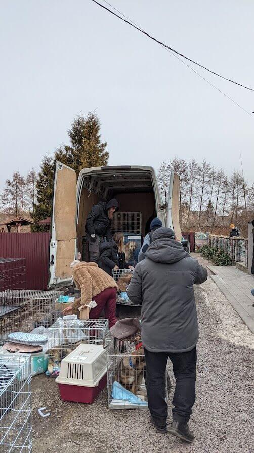 animals in crates are loaded into a van