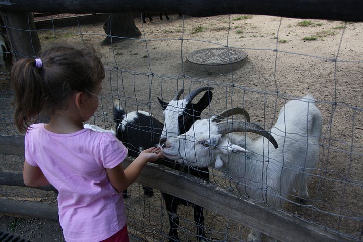 A photo of a child feeding goats at a petting zoo.