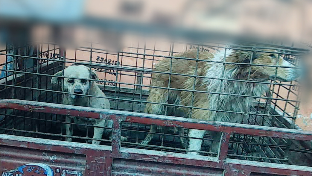 Exposed: Dogs Skinned Alive for Leather