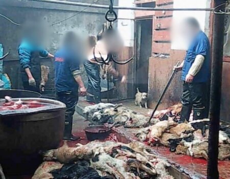 Dog Leather in China