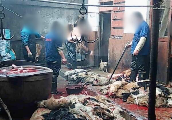Exposed: Chinese Dog-Leather Industry