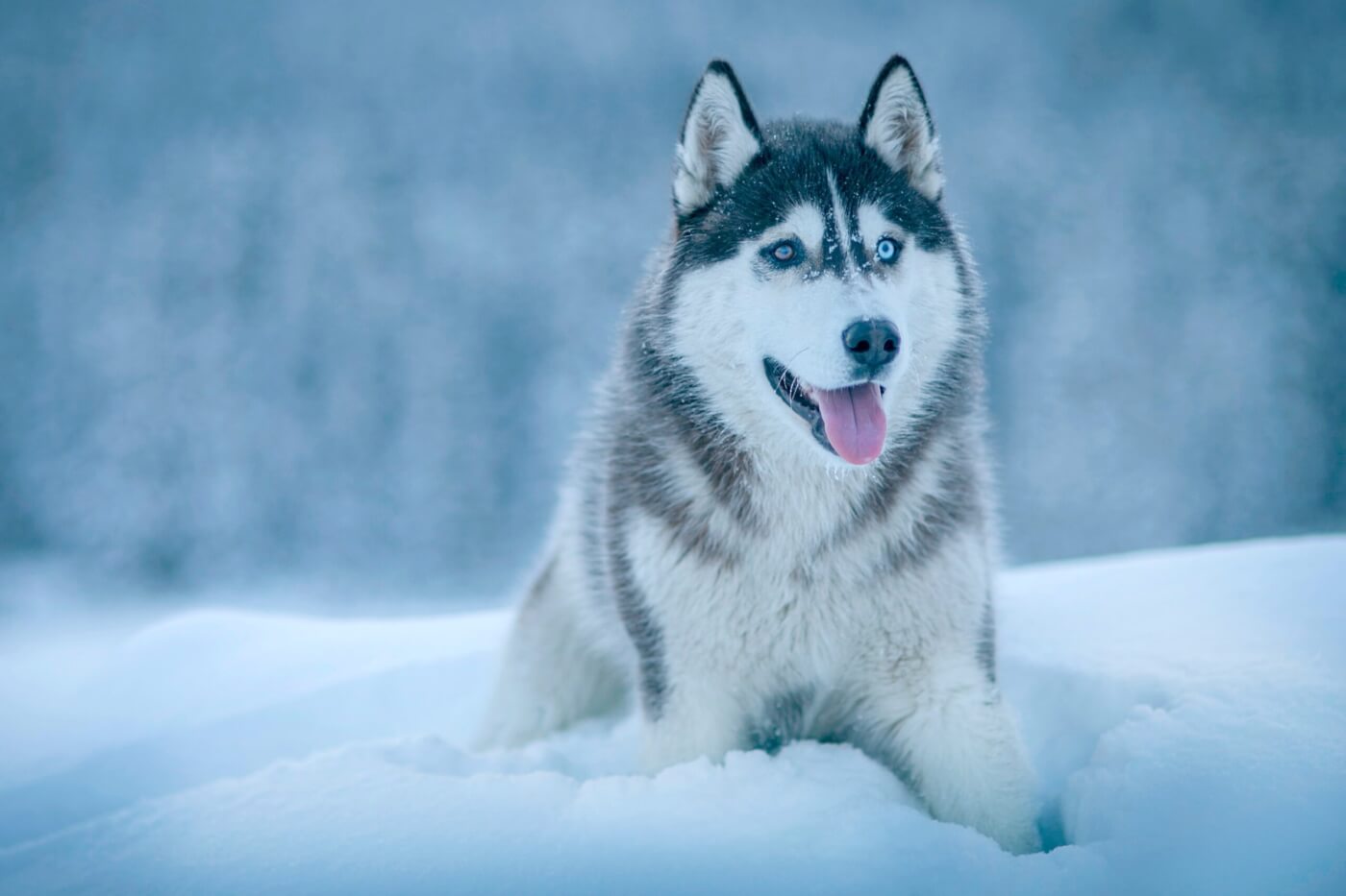 Victory! Millennium Hotels Checks Out of Dog-Sled Cruelty