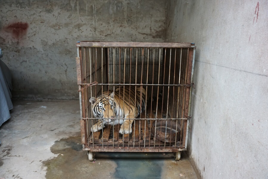 UPDATE: Take The Tiger Stripes Out Of Swipes For International Tiger Day