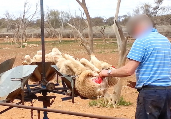 More Disturbing Video: Sheep Kicked, Stomped On and Mutilated for Wool