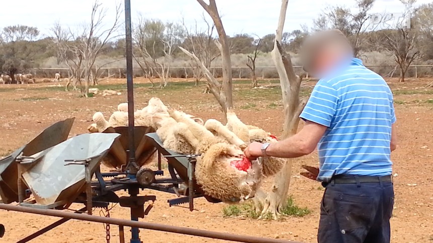 The Wool Industry Doesn’t Want You to Read This
