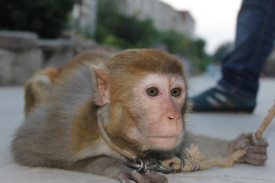 Monkey in Chinese Circus