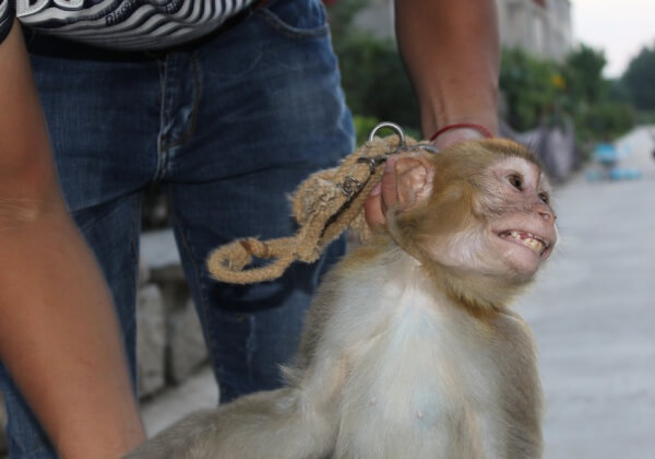 The Holiday Attractions You Need to Avoid if You Love Animals
